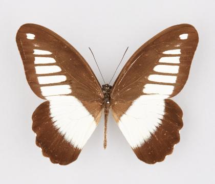 Papilio cynorta cynorta