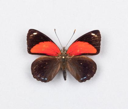 Callicore cyllene