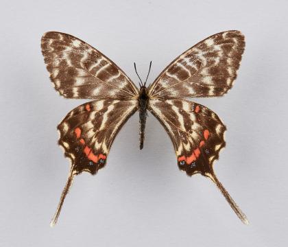 꼬리명주나비(암)