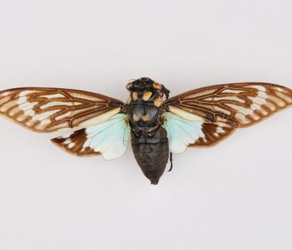 Tosena splendida