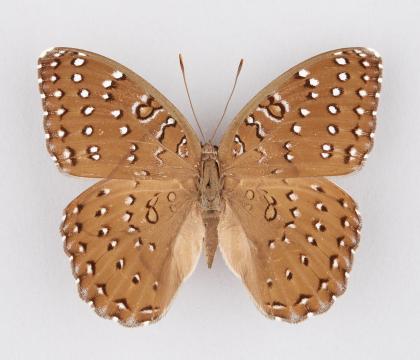 Hamanumida daedalus