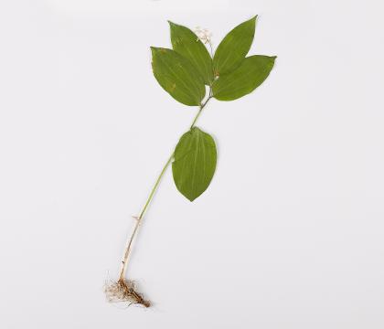 풀솜대