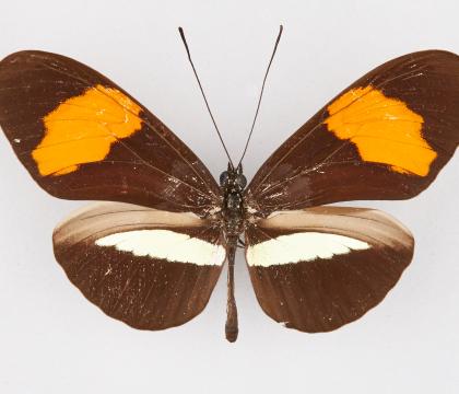 Heliconius amaryllis