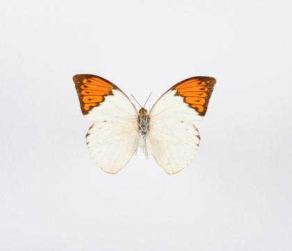 Hebomoia glaucippe