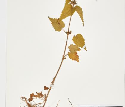 광대수염