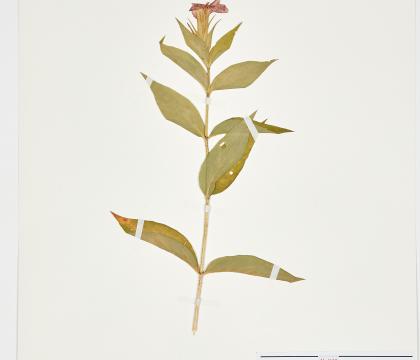 동자꽃