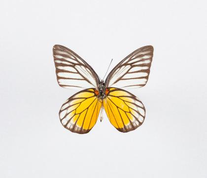 Prioneris thestylis