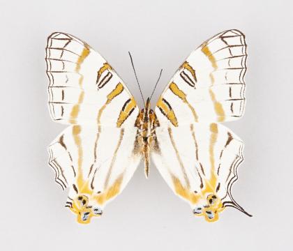Cyrestis camillus elegans