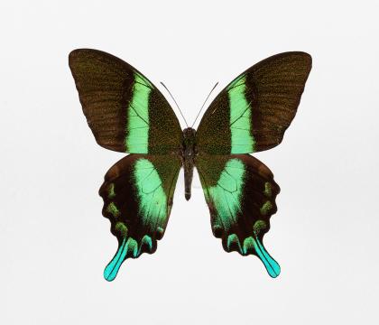 Papilio blumei