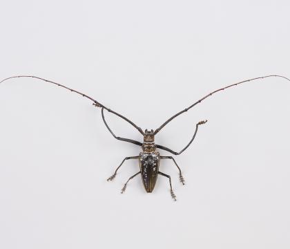 Batocera wallacei