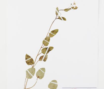 참꽃마리