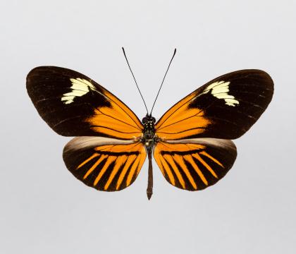 Heliconius xanthocles