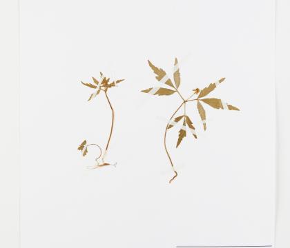 회리바람꽃