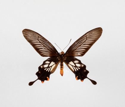 Atrophaneura coon