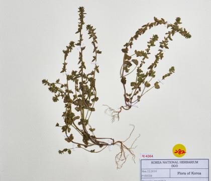 선개불알풀
