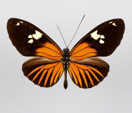 Heliconius xanthocles