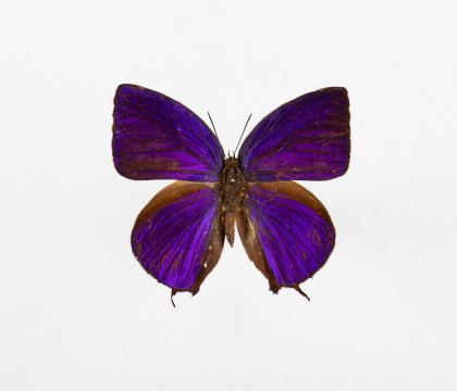 Arhopala hercules