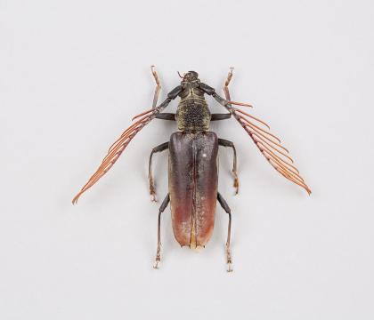 Cyriopalus wallacei