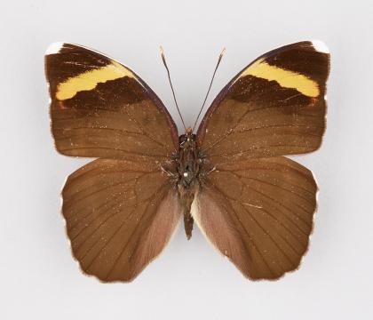 Euphaedra harpalyce spatiosa