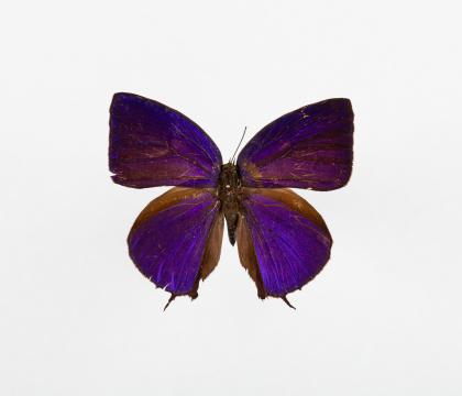 Arhopala hercules