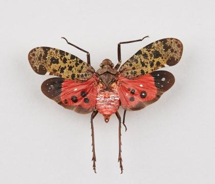 Penthicodes bimaculata