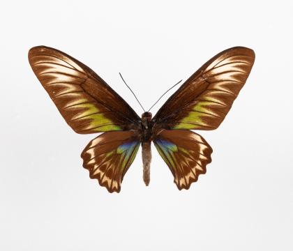 Trogonoptera brookiana