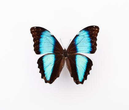 Morpho deidamia 