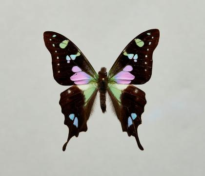 Graphium weiskei