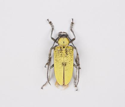 Celosterna pollinosa