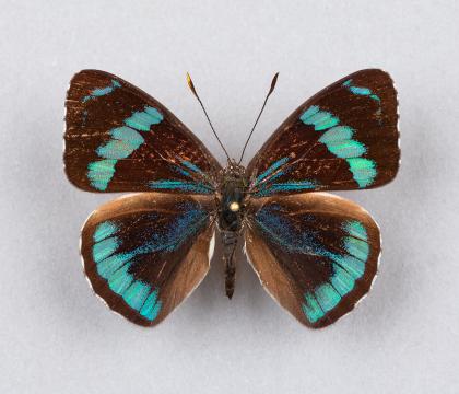 Perisama alicia