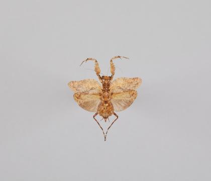 Mantidae sp. 2
