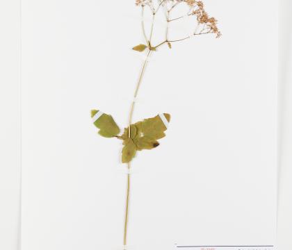산꿩의다리