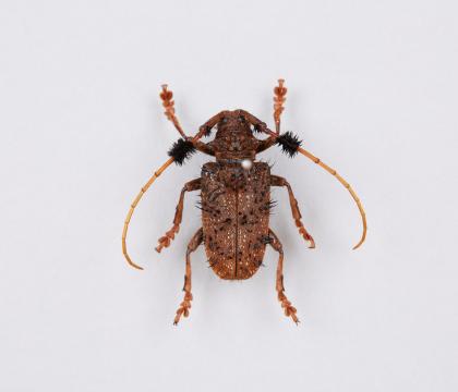 Aristobia horridula 