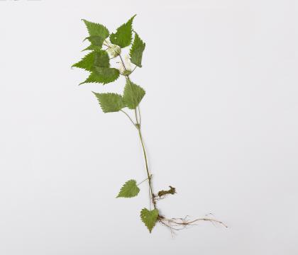 광대수염