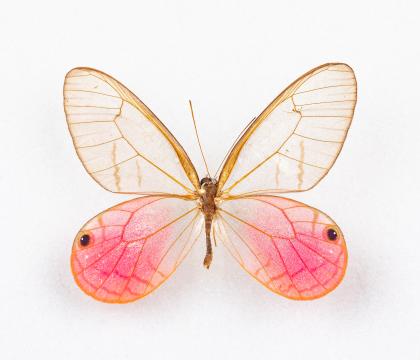 Cithaerias meronia