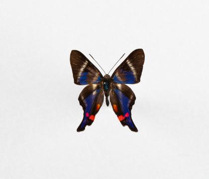 Rhetus periander