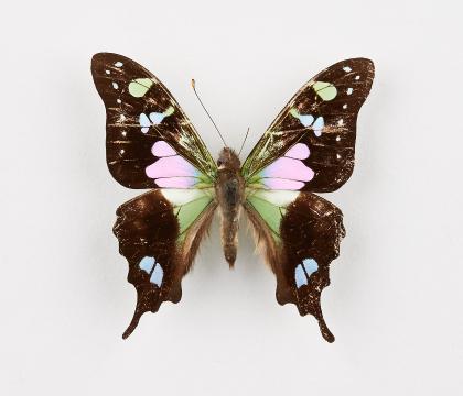 Graphium weiskei