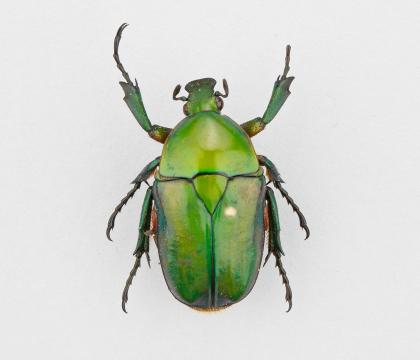 Heterorrhina leonardi