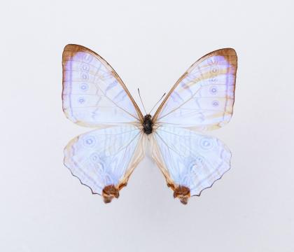 Morpho sulkowskii