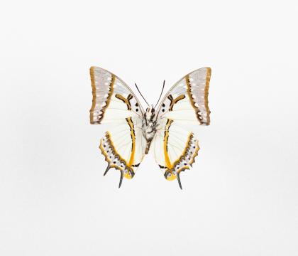 Polyura eudamippus