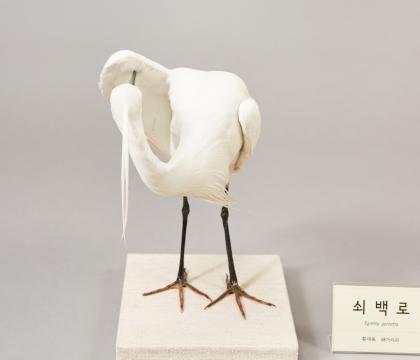 쇠백로
