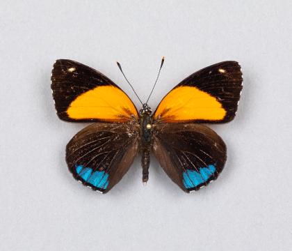 Callicore eunomia