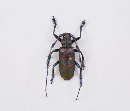 Diastocera wallichi