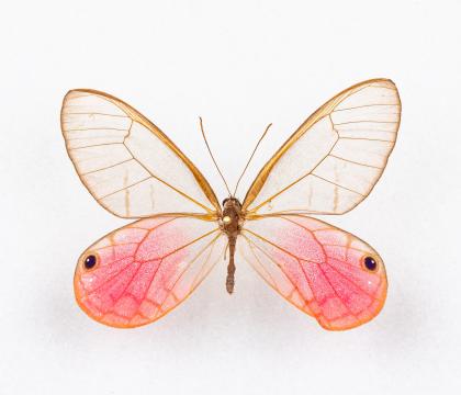 Cithaerias meronia