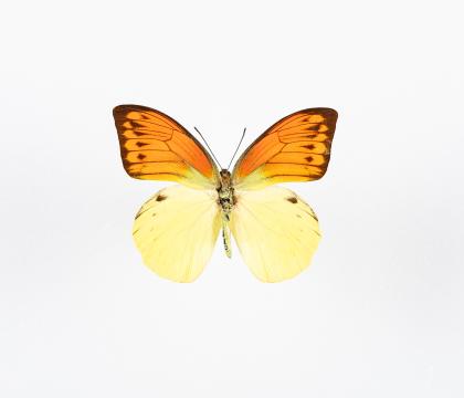 Hebomoia leucippe
