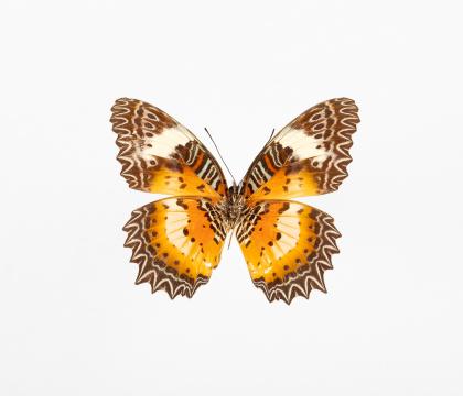 Cethosia hypsea