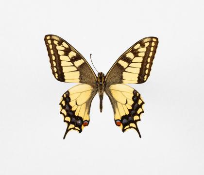 Papilio machaon