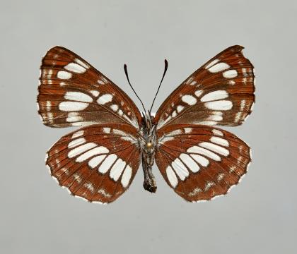 두줄나비