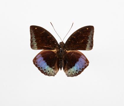 Lexias Cyanipardus