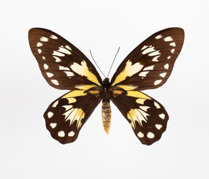 Ornithoptera victoriae isabellae
